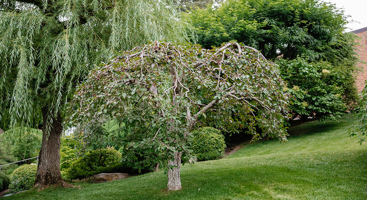 Normandale Japanese garden